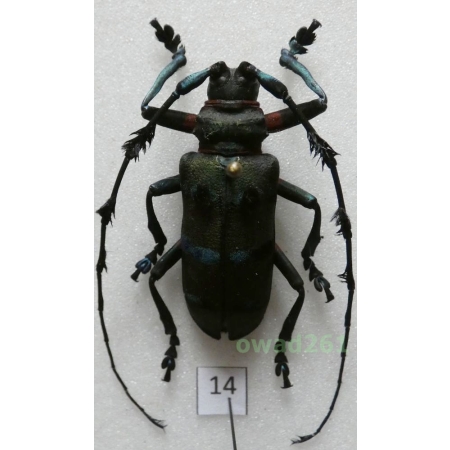 Thysia wallichii tonkinensis (Kriesche, 1924) male Thailand 36mm14